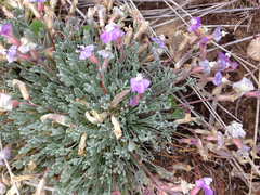 Astragalus calycosus