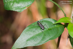 Cylindera decolorata