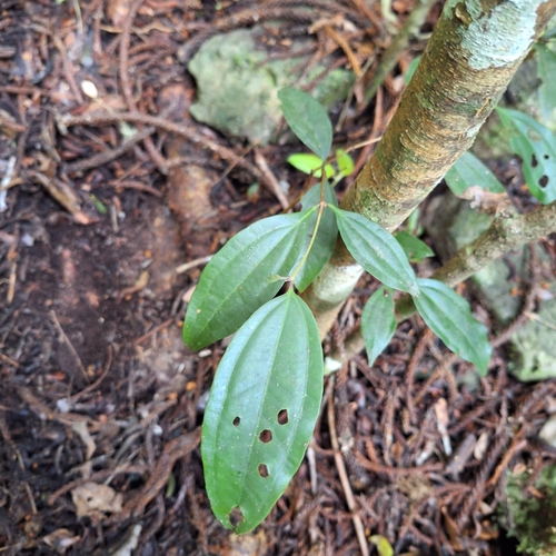 Image of Rhodamnia argentea by (c) Greg Tasney, some rights reserved (CC BY-SA)