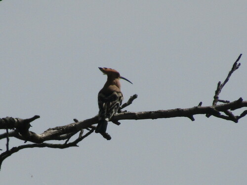 Abubilla común (Upupa epops)