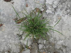 Cyperus mindorensis
