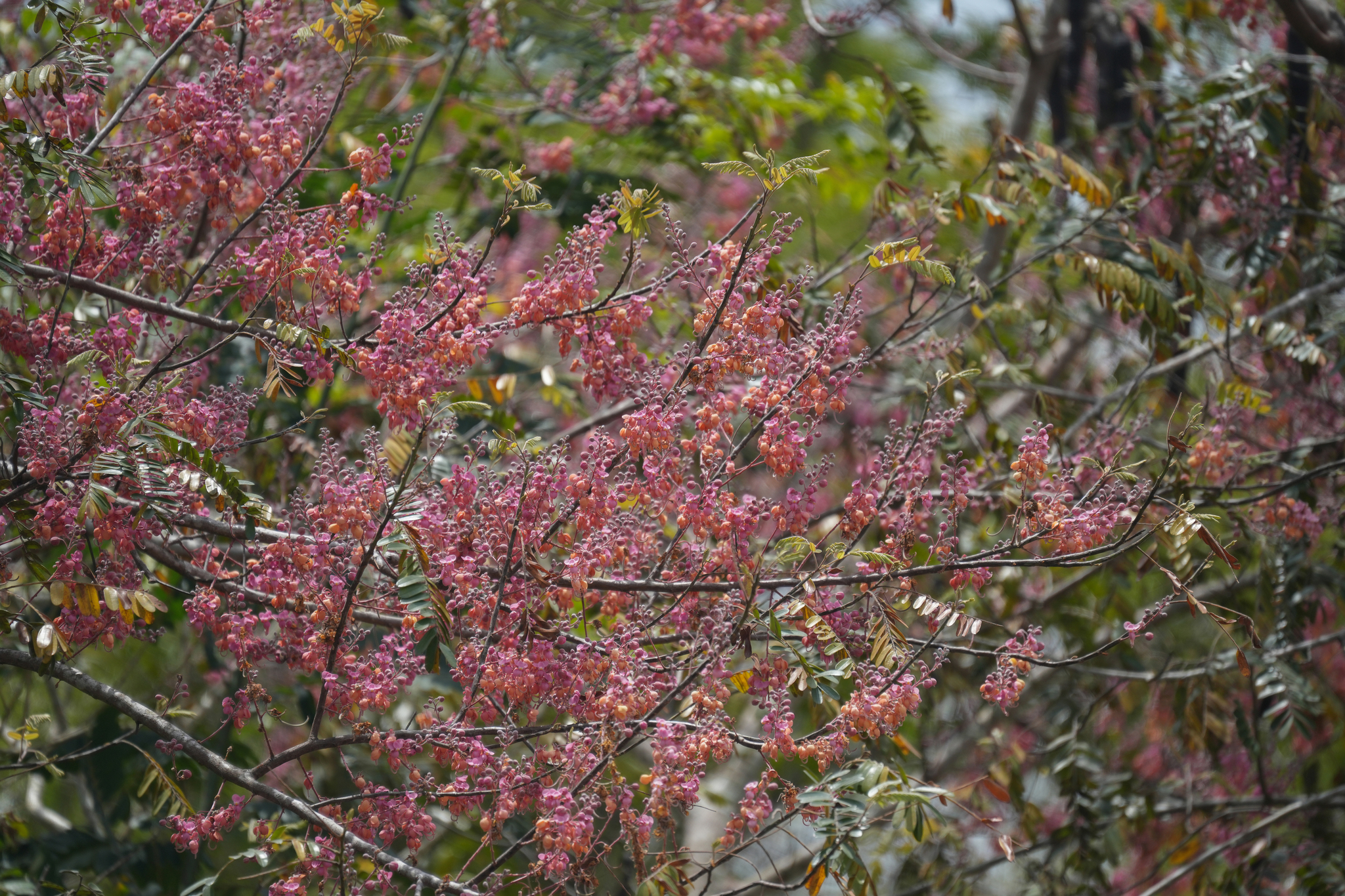 Imagem de Cássia-Rosa