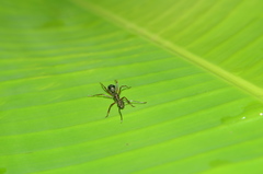 Dolichoderus attelaboides