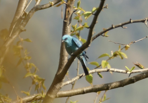 Verditer Flycatcher (Eumyias thalassinus), photo 10