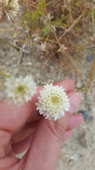 Chaenactis stevioides