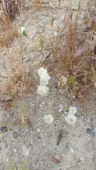 Chaenactis stevioides