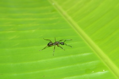Dolichoderus attelaboides