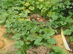 Cucurbita maxima maxima