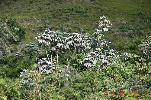 Foto de Embaúba