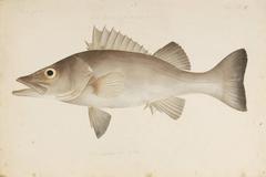 Saw-Edged Perch photo 4