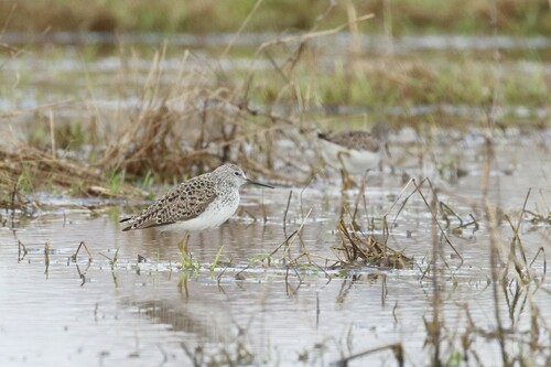 Archibebe fino (Tringa stagnatilis)