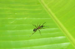 Dolichoderus attelaboides