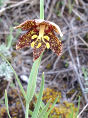 Fritillaria atropurpurea