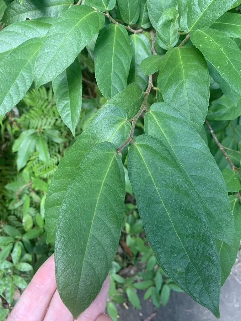 creek sandpaper fig from Glenrock State Conservation Area, Whitebridge ...