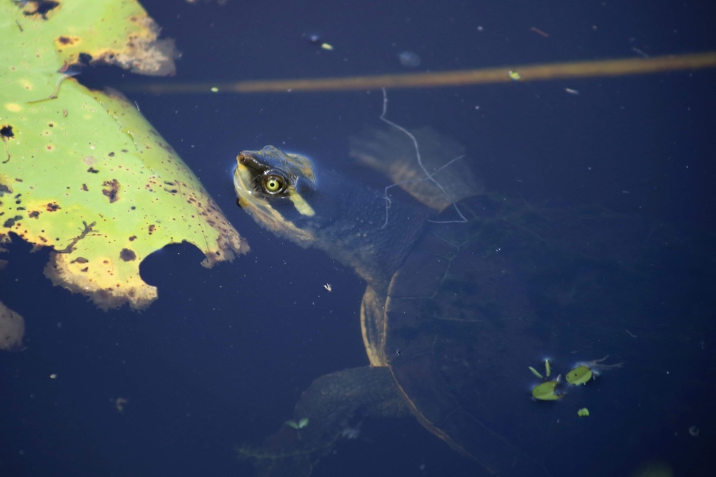 Krefft's River Turtle from Tondoon Botanic Gardens, Glen Eden, QLD, AU ...