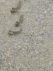 Periophthalmodon schlosseri