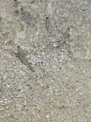 Periophthalmodon schlosseri