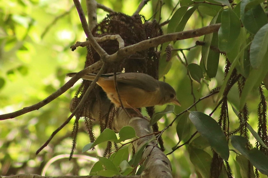 Rufous Shrikethrush from Tondoon Botanic Gardens, Glen Eden, QLD, AU on ...