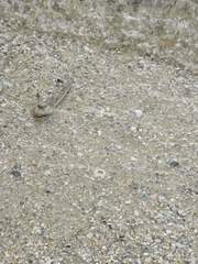 Periophthalmodon schlosseri