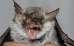 Zenati Myotis photo 2