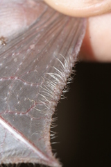 Zenati Myotis photo 4