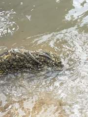 Periophthalmodon schlosseri