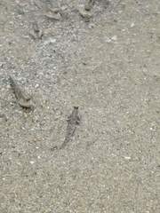 Periophthalmodon schlosseri