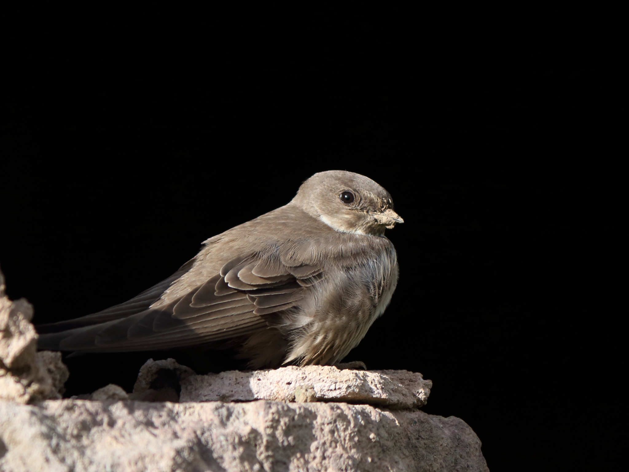 Eurasian Crag Martin (Ptyonoprogne rupestris)