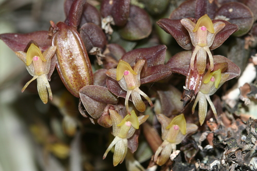 Epidendrum piperinum Lindl.