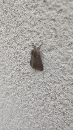 Diaphora mendica