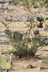 Vachellia schaffneri