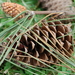 Pinus pinaster - Photo (c) Hans-Jürgen Becker, μερικά δικαιώματα διατηρούνται (CC BY-NC-SA)