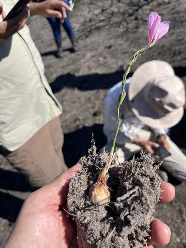 Image of Gladiolus martleyi by (c) Charleen Brunke, some rights reserved (CC BY)