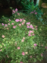 Bougainvillea glabra