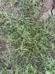 Convolvulus simulans