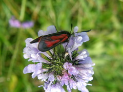 Zygaena minos