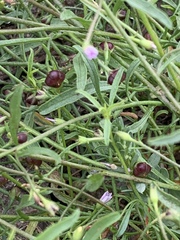 Convolvulus simulans