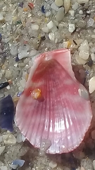 Talochlamys multistriata