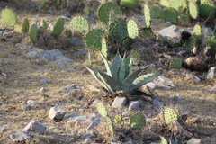 Agave
