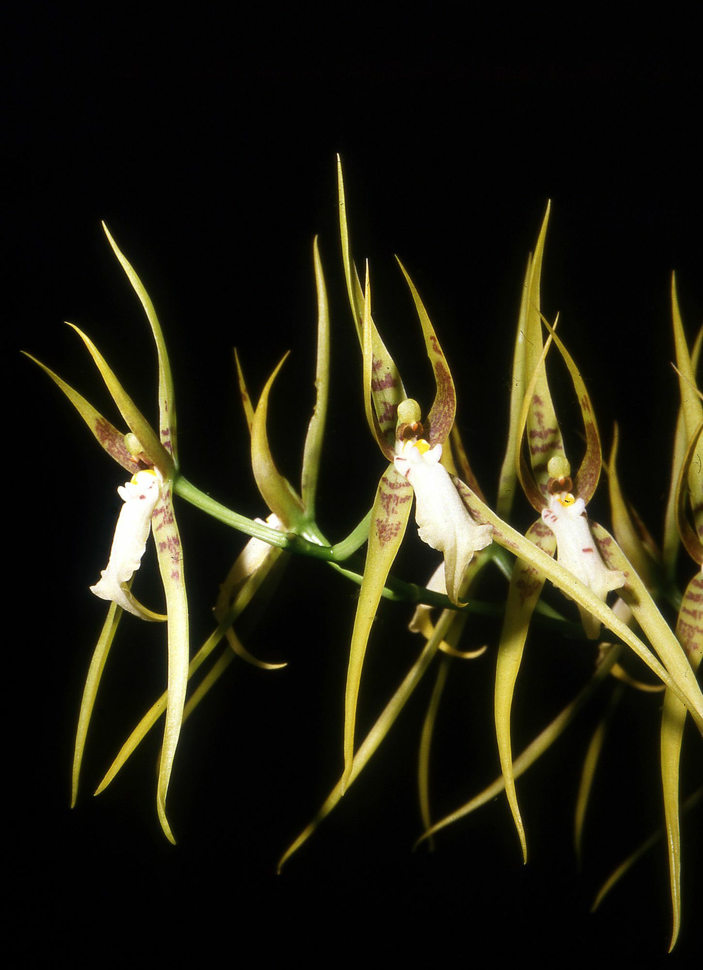 Brassia lanceana Lindl. 3