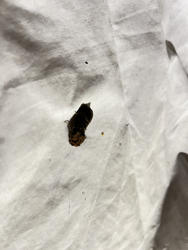 Blood-spotted Noctuid photo 2