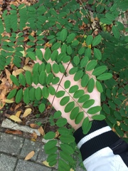 Adenanthera microsperma