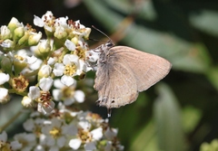 Satyrium tetra