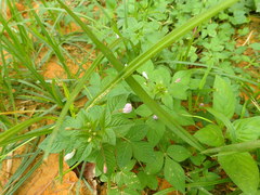 Cleome rutidosperma