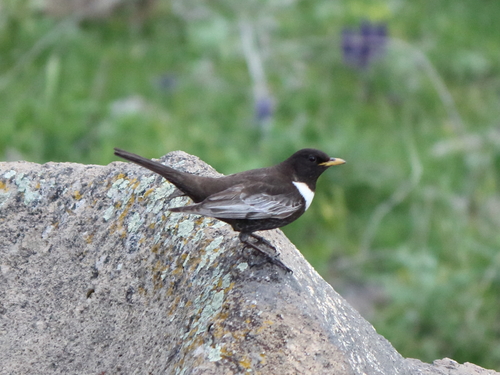 Ring Ouzel