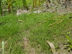 Eleocharis flavescens