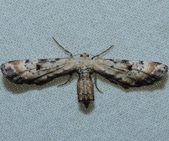 Dimorphic Gray
