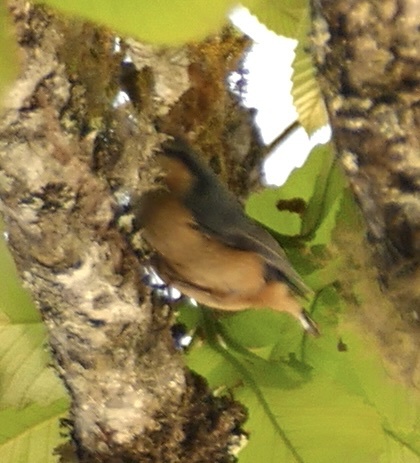 White-tailed Nuthatch