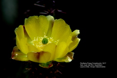 Opuntia
