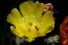 Opuntia